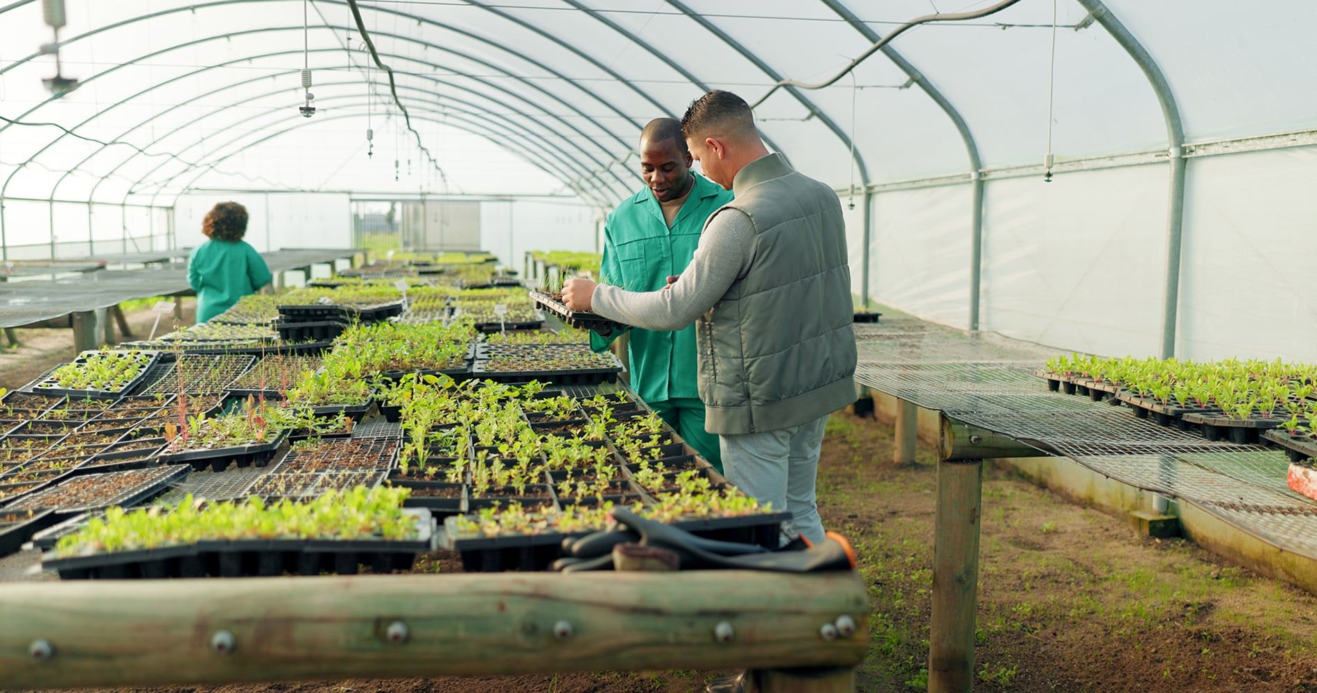 greenhouse, agriculture and farm employees with plants to check