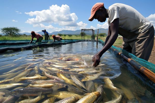 african fishermen work together at a tilapia farm in malawi, har