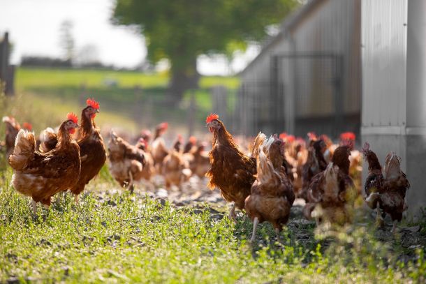 poule et poulet en élevage à l'extérieur en plein air.